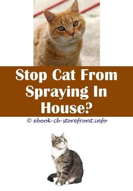 Compared to male cat spraying, female cat spraying is nowhere near as common so male cats often end why do female cats spray? 5 Interested ideas: Why Does My Neutered Female Cat Spray ...