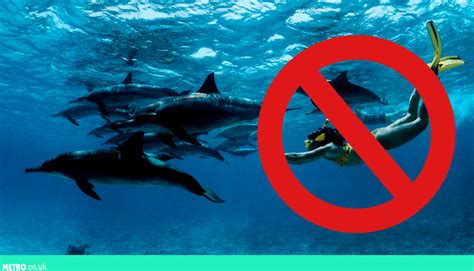 Swimming With Dolphins Might Be Banned In Hawaii Metro News