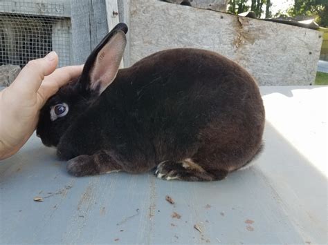 Rabbits For Sale In West Virginia 12 Petzlover