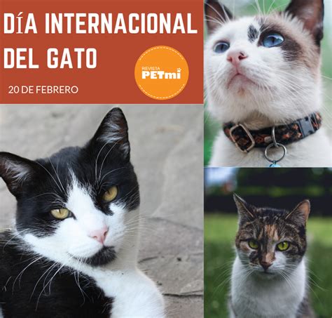 ¿por qué se celebra 3 veces al año? Día Internacional del Gato | Día internacional del gato ...