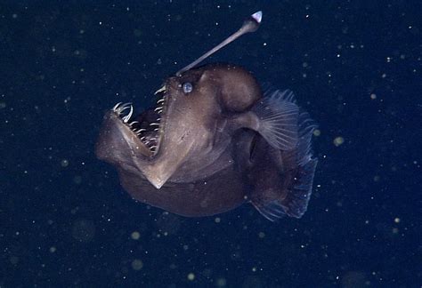 Rare Black Sea Devil Caught On Film For The First Time Ocean Deep