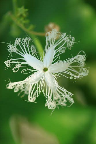 The snake gourd originated as a wild vegetable that grew in india, but these days it is cultivated around the world. Snake Gourd flower | Flower names, Moon garden, Flowers