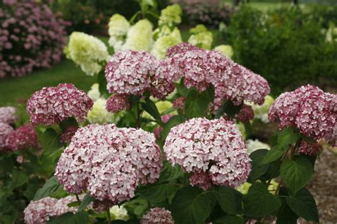 The extra large pinkish lavender blooms bloom from mid summer until fall, as they age they turn an attractive shade of green. Incrediball® Blush - Smooth hydrangea - Hydrangea ...