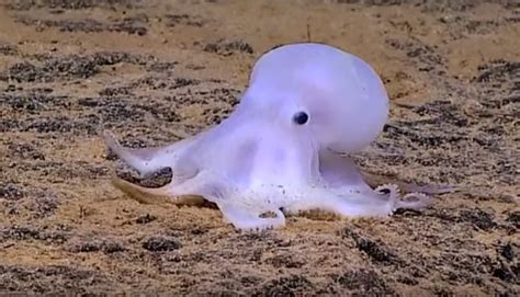 Scientists Just Discovered An Adorable Miniature New Species Of Octopus