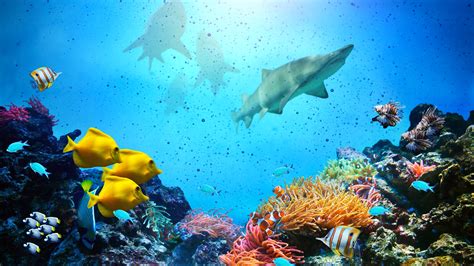 Wallpaper Underwater Fish Coral Shark Sea 3840x2160 Uhd 4k Picture