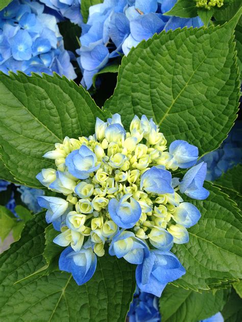 What is wrong with the one that is not blooming simultaneously? Hydrangea Bloom | Hydrangea bloom, Plants, Bloom