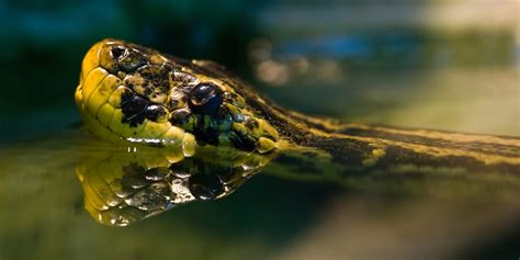 Largest Anaconda In The World