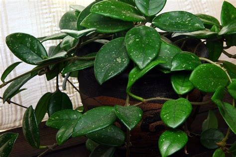 Some of the hoya carnosa 'krimson queen' leaves can turn completely white. Hoya Plant Care | Plants, Tropical and Australia