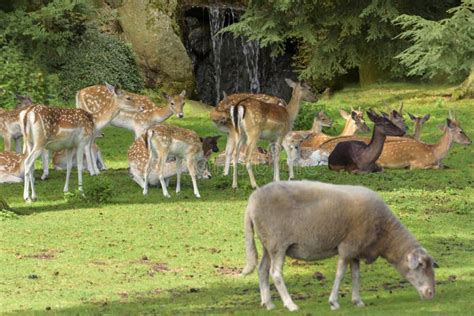 Herd Of Sika Deer Cervus Nippon Wildlife And Animal Photo Stock Photo