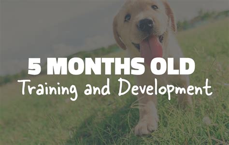 5 Month Old Puppy And 5 Month Puppy Training Guide Pupbox