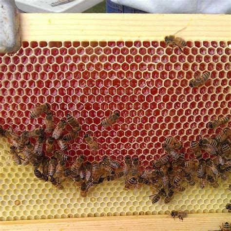 Utah Beekeepers Advised To Trade In Candy Cane Colored Red Honey