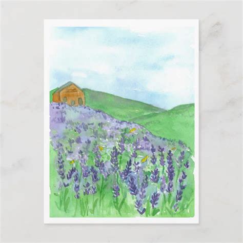 Honey Bee Lavender Field Cottage Postcard Zazzle