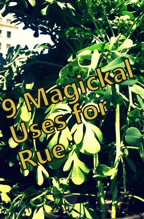 Rue This Day 9 Magickal Uses For Rue Magick Magical Herbs Magic Herbs