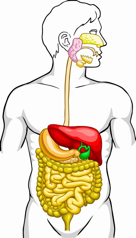 Human Digestive System Drawing Free Download On Clipartmag