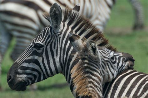 Wildlife Baby Zebra And Mom Baby Zebra Wildlife Photos Zebra
