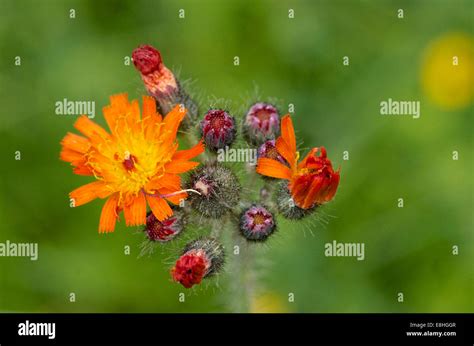 Hieracium Aurantiacum Orange Hawkweed Flower And Bud Detail Stock