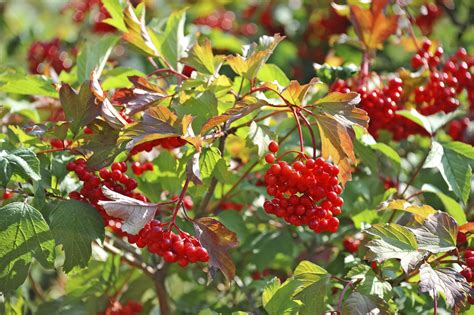 How To Identify A Shrub With Red Berries Fruit Bushes Red Berries