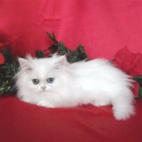 White Teacup Persian Male Kitten Biological Science Picture Directory
