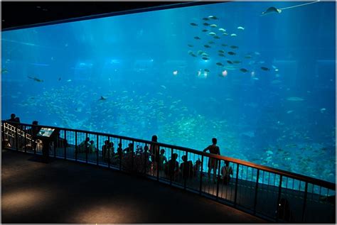 Sea Aquarium Sentosa Singapore Home Is Where My Heart Is