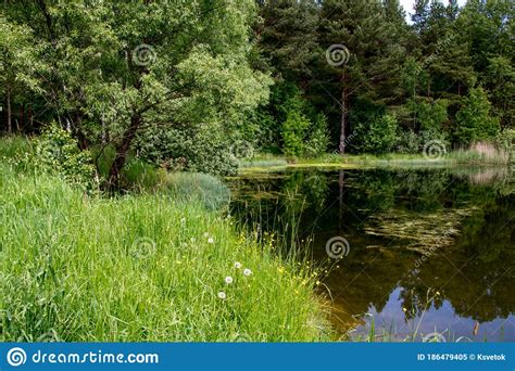 forest lake shore landscape in sunny day summer forest lake shore panorama stock image image