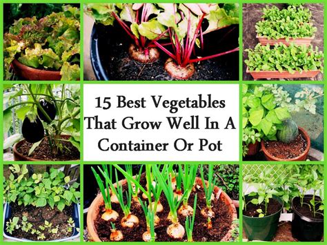 15 Best Vegetables That Grow Well In A Container Or Pot