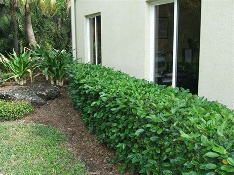 Small Shrubs South Florida Thuem Garden Plant