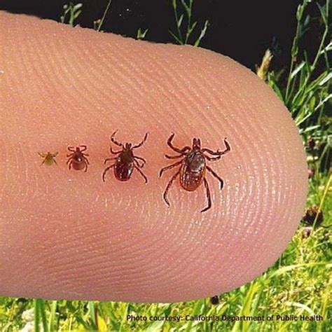 Ticked Off What We Dont Know About Lyme Disease
