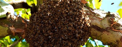 Aside from different nesting preferences, the main difference between bees and wasps is that bees feed their larvae pollen, while wasps — a category that includes yellow jackets and hornets. Bee Nest Removal - Remove Bees Nests Fast | JG Pest Control