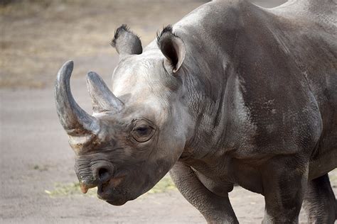 Featured Animals Black Rhino Cmzoo