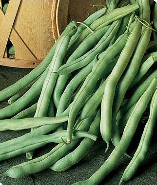 When soil temp warms to 70f harvest: Bean, Burpee's Stringless (50 Days) - American Seed Co.