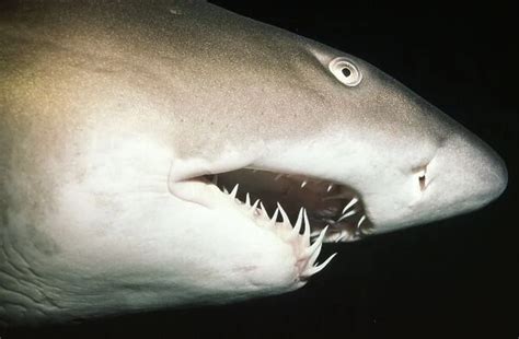 Grey Nurse Ragged Tooth Sand Tiger Shark Latin