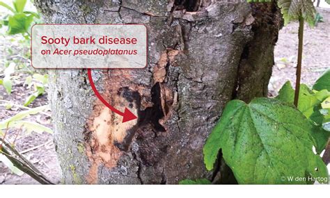 Japanese Maple Tree Bark Diseases Pictures Nacionefimera