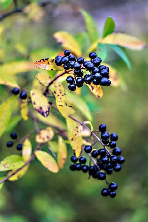 Privet Berries Bush Stock Image Image Of Fence Leaf 17661653