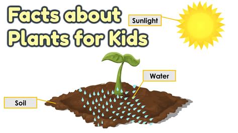 Facts About Plants For Kids Aatoons Kids