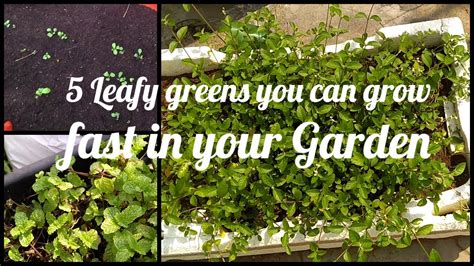 5 Easy Growing Leafy Greens YouTube