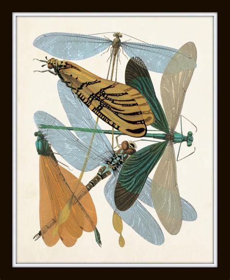 Art Et Illustration Botanical Illustration Dragonfly Illustration