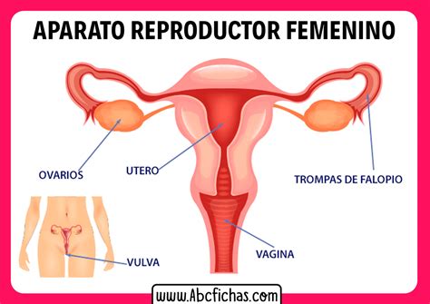 Ideas De Sistema Reproductor Femenino Sistema Reproductor Femenino