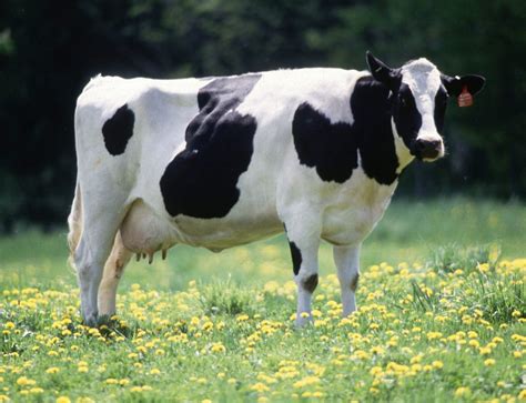 Karakteristik Sapi Perah Friesian Holstein Sentulfresh