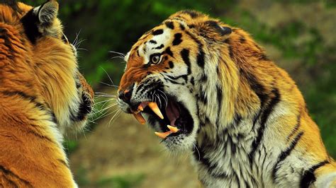 Tiger Vs Lion Roar Youtube