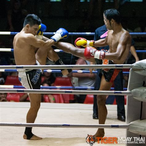fighting thai tiger muay thai and mma training camp fights june 3 2013