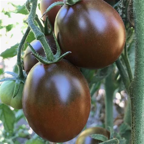 Black Plum Tomato Seeds Heirloom Tomato Seeds Tomato Seeds Tomato
