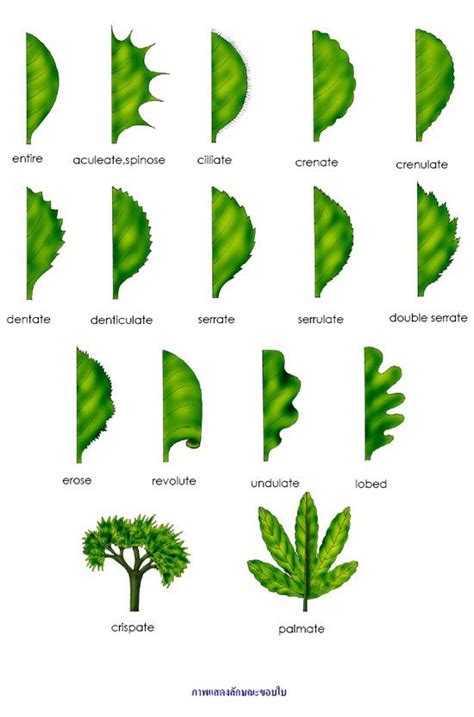 Plant Classification Tree Identification Botany