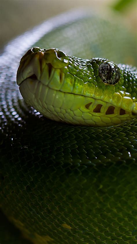 Wallpaper Python Snake Head Scales Green Boa Animals 10166