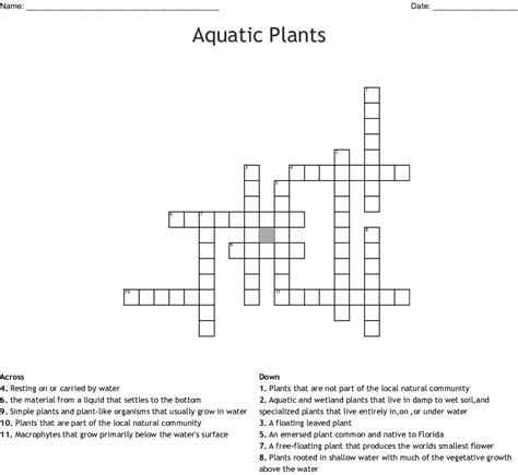 Marsh Plants Crossword Clue Plants Bv
