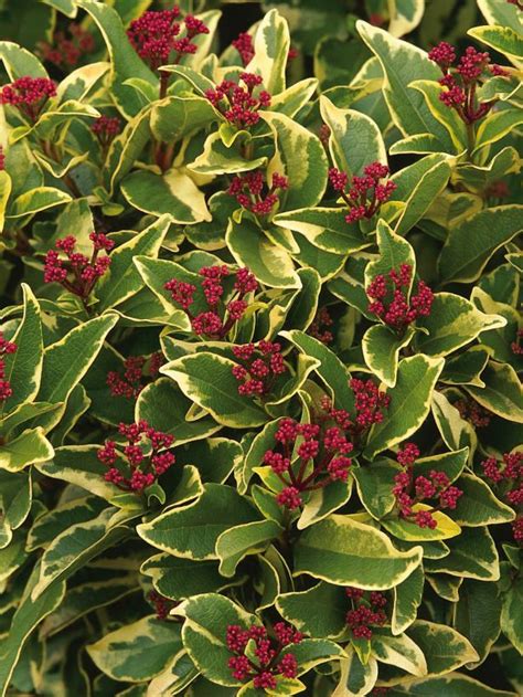 Evergreen Viburnum A Dense Compact Shrub With Pointed Green Leaves