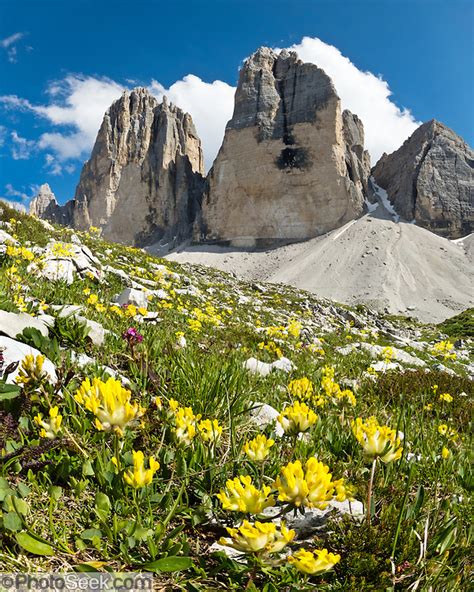 Yellow Alpine Flowers Tre Cime Di Lavaredo Drei Zinnen Sexten