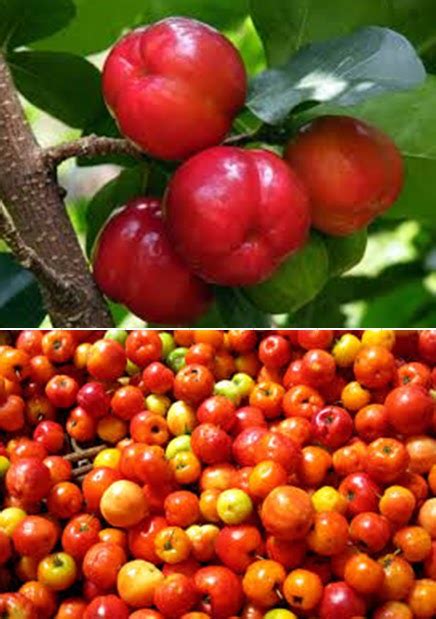 All About Ayurveda And Herbs Acerola West Indian Cherry
