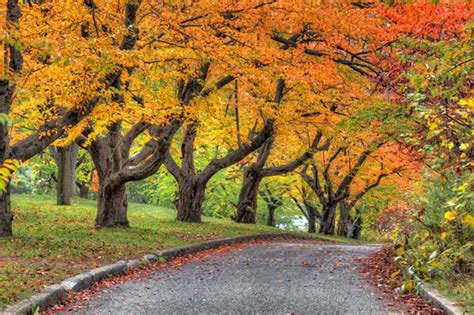 When will fall colours peak in Toronto this year?