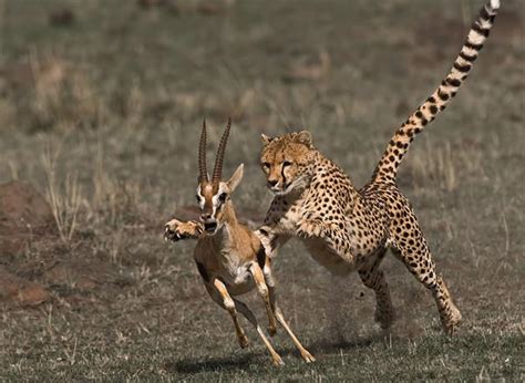 Perfectly Timed Photos Of Animals Hunting For Food