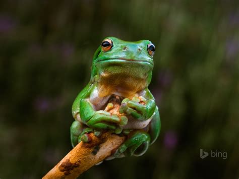 Green Tree Frog Bing Theme Wallpaper Preview